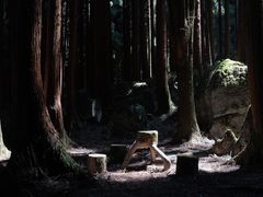 -武陵山森林公园