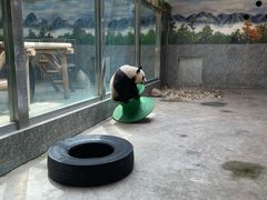 -西安秦岭野生动物园