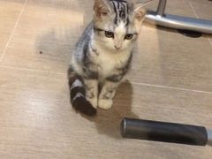 -瑞鹏·疫苗·绝育·宠物医院(金沙洲店)