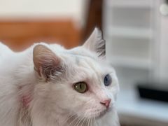 -有猫主题·治愈系猫咖(曾厝垵店)