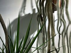 -自由生长植物工作室(深港花卉中心店)
