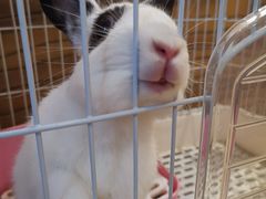 -猫猫幼稚园·撸猫·桌游·电玩