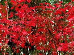 -大余丫山旅游度假区