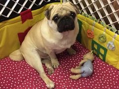 -安安宠医·安宠宠物医院