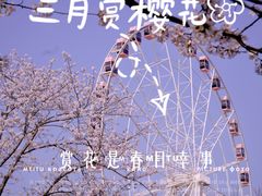 -顾村公园