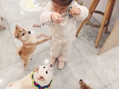 -柴犬小屋·柴餐厅·狗咖食堂(金鼎广场店)