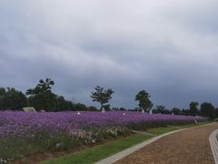 -同里国家湿地公园