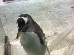 -大连圣亚海洋世界