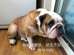 -美联众合动物医院·24h转诊中心