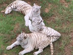 -西霞口神雕山野生动物世界