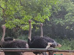 -海南热带野生动植物园