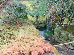 -西芳寺(苔寺)