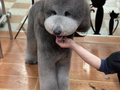 -鑫艺宠物美容培训学校