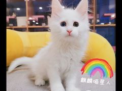 -十年猫舍·猫咪专门店(普陀店)