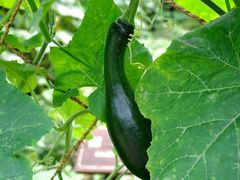 作物园-朱家角课植园