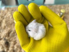 -怪兽屋·羊驼·猫咖·狗咖(俊华广场店)
