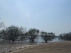 -宝安西湾红树林湿地公园