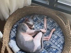 -纳吉亚猫专科动物诊疗中心(蒋宅口分院)
