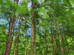 -上海共青森林公园