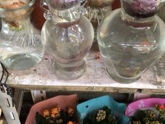 -万商花鸟市场