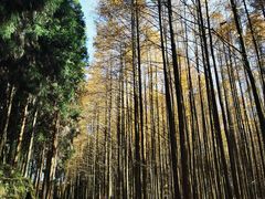 -山王坪喀斯特国家生态公园