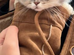 -欣宠猫屋·矮脚拿破仑·蓝金金渐层