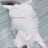 黑白棋盘格和荧光绿夏天summer green yyds