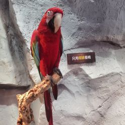 -Zoolung Zoolung动物主题公园(海信广场店)