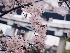 -上海南浦大桥长途旅游客运站