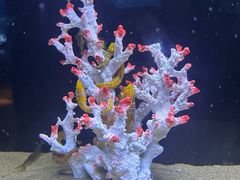 -欢乐海岸海洋奇梦馆