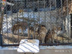 -大连森林动物园