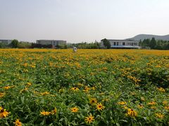 -大张烙馍村(泉山店)