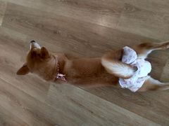 -柴犬小屋·柴餐厅·狗咖食堂(金鼎广场店)