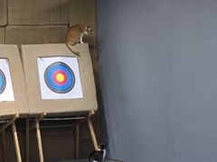 -蓝天射箭馆·专业射箭运动(诚丰广场店)