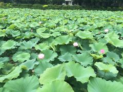 -潘塘公园