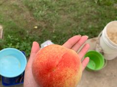 -南汇新场正宗水蜜桃采摘