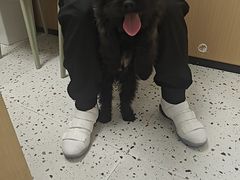 -瑞派康怡24h宠物医院·犬猫医疗中心·微创绝育(瑞景分院)