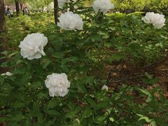 -洛阳市隋唐城遗址植物园