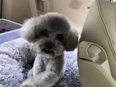 -宠福鑫康馨动物医院·骨科·眼科