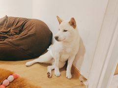 -南京Hallo宠物乐园·哈罗犬舍·柴犬繁育基地