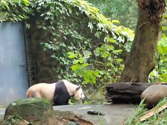 -都江堰中华大熊猫苑