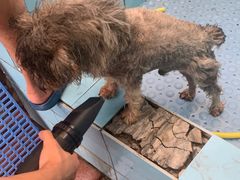 -趣玩宠物乐园寄养训犬训狗游泳池