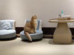 -逗柴咖啡屋·狗咖猫咖宠物桌游