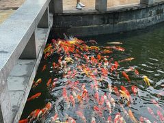 -海南清水湾莱佛士酒店