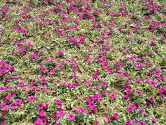 -武清南湖绿博园