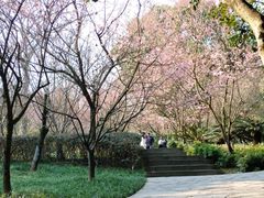-南山植物园