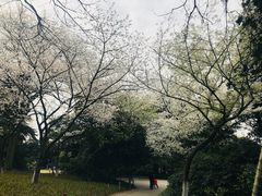 -西湖外事游船(花港观鱼码头)