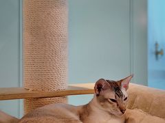 -遇见羊驼·奶狗咖·布偶猫咖·法斗柯基柴犬阿拉斯加(春熙路太古里IFS店)