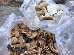 -山王坪喀斯特国家生态公园