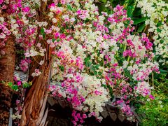 -深圳国际园林花卉博览园